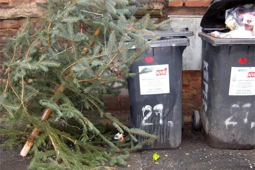 Vánoční stromky končí u popelnic1