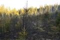 19_4_2018 požár lesního porostu Žlíbek (1)