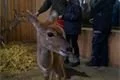 Nyala nížinná. 