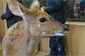 Nyala nížinná v plzeňské ZOO. 
