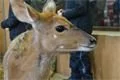 Nyala nížinná v plzeňské ZOO. 