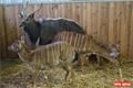 Nyaly nížinné v plzeňské ZOO. 