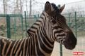 Zebry v plzeňské ZOO. 