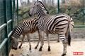 Zebry Chapmannovy v plzeňské ZOO. 