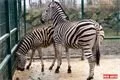 Zebry Chapmannovy v plzeňské ZOO. 