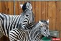 Nejčerstvější přírůstek v ZOO. Zebří miminko Hopinka se ještě pěkně drží u maminky. 