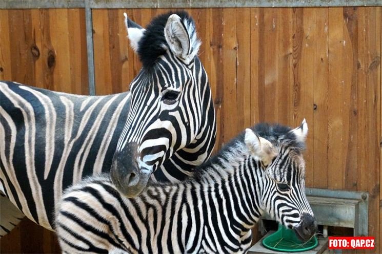 Nejčerstvější přírůstek v ZOO. Zebří miminko Hopinka se ještě pěkně drží u maminky. 