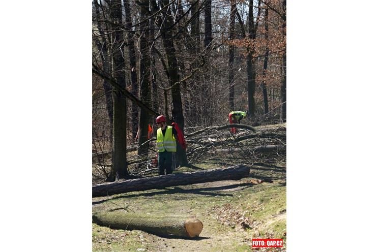 Lochotínský park obsadili dřevorubci. 