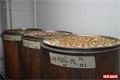 Jaro v pivovaru a restauraci U Pašáka v Plzni se vítá speciálním kopřivovým pivem. 