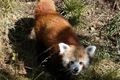 Roční samička pandy červené je novou obyvatelkou plzeňské ZOO.
