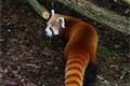 Nová obyvatelka ZOO už si ve výběhu zabrala svoje teritorium...