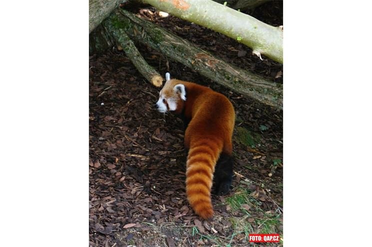 Nová obyvatelka ZOO už si ve výběhu zabrala svoje teritorium...