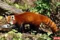 Nová panda červená v plzeňské ZOO.