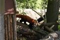 Niová obyvatelka ZOO už se zabydlela i v domečku...