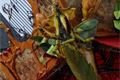 Magický kolotoč a projekce na katedrálu_QAP_foto (42)