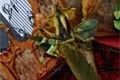 Magický kolotoč a projekce na katedrálu_QAP_foto (42)
