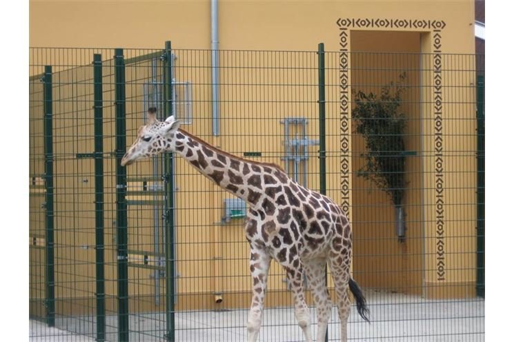 vytrvale čeká až ošetřovatel přijde otevřít