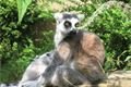 zoo 003