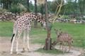 zoo 008