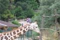 zoo 009