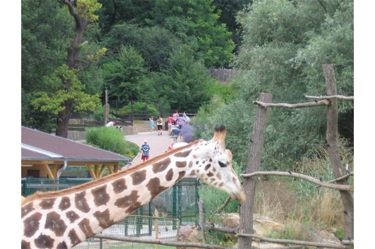 zoo 009
