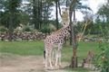 zoo 010