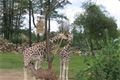 zoo 011