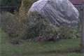 upravený foliovník a květiny