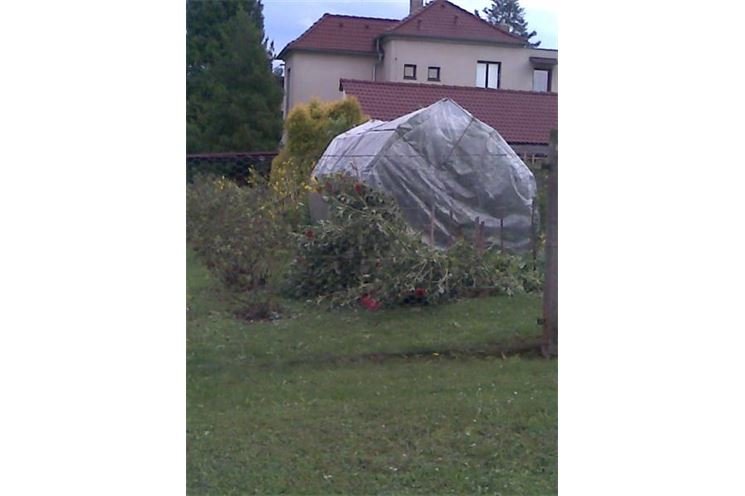 upravený foliovník a květiny
