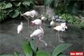 Tropical Island (34)