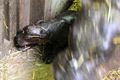 Mládě hrošíka liberijského_foto_facebook Zoo Plzeň (1)