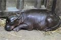 Mládě hrošíka liberijského_foto_facebook Zoo Plzeň (2)
