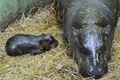 Mládě hrošíka liberijského_foto_facebook Zoo Plzeň (3)