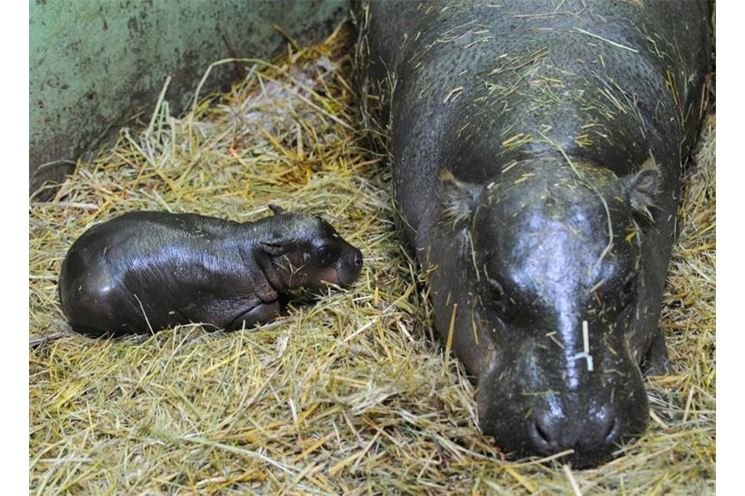 Mládě hrošíka liberijského_foto_facebook Zoo Plzeň (3)