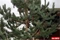 Přeštická Kaťuša _Parkán _26_11_2014 (7)