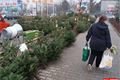 Prodej stromků začal_QAP_foto (2)