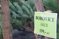 Prodej stromků začal_QAP_foto (5)
