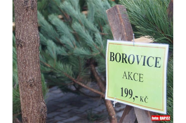 Prodej stromků začal_QAP_foto (5)