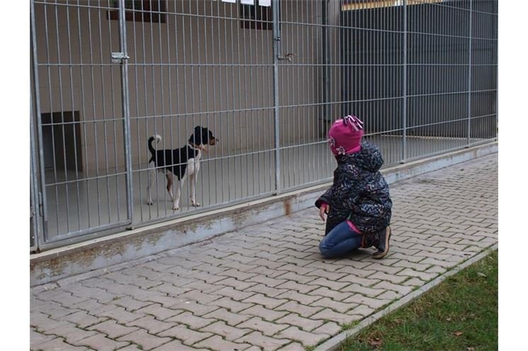Vánoční čas v útulku Plzeň (4)