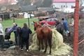Týrané koně v Kladrubech (2)