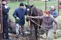 Týrané koně v Kladrubech (4)