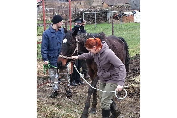 Týrané koně v Kladrubech (5)