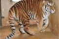 FOTO_Jaroslav Vogeltanz, ZOO Plzeň (1)