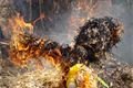 Jarmark a vítání jara v Božkově_QAP_foto (50)