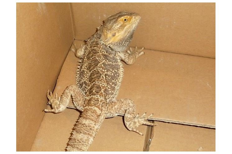 agama agama