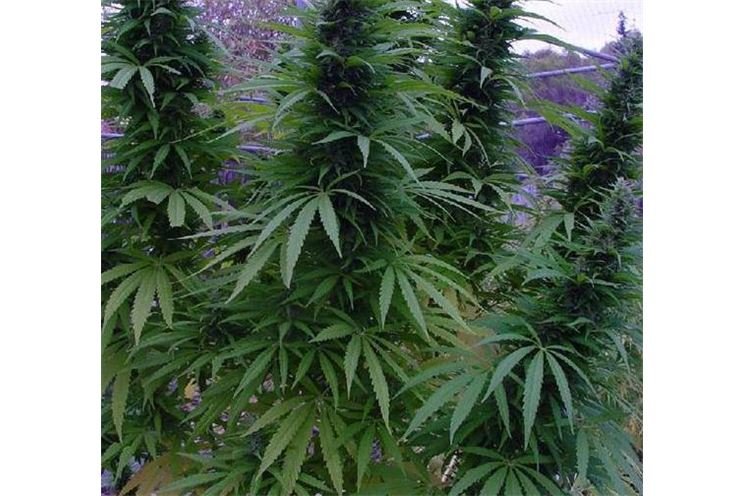 marihuana marihuana