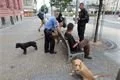 Zdroj_Městská policie Plzeň (7)
