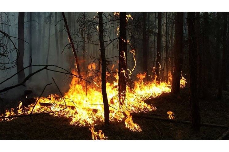 Požár lesa na severním Plzeňsku u Horního Hradiště - foto Pavel Němeček