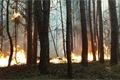 Požár lesa na severním Plzeňsku u Horního Hradiště - foto Pavel Němeček