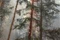 Požár lesa na severním Plzeňsku u Horního Hradiště - foto Pavel Němeček